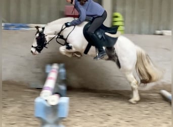 Gypsy Horse, Mare, 9 years, 13,1 hh, Pinto