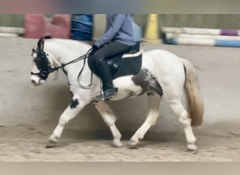 Gypsy Horse, Mare, 9 years, 13,1 hh, Pinto