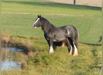 Gypsy Horse, Mare, 9 years, 14.1 hh, Roan-Blue