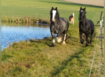 Gypsy Horse, Mare, 9 years, 14.1 hh, Roan-Blue