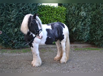Gypsy Horse, Mare, 9 years, 14.2 hh, Gray-Dark-Tan