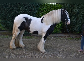 Gypsy Horse, Mare, 9 years, 14.2 hh, Gray-Dark-Tan
