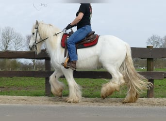 Gypsy Horse, Mare, 9 years, 14.2 hh, Gray
