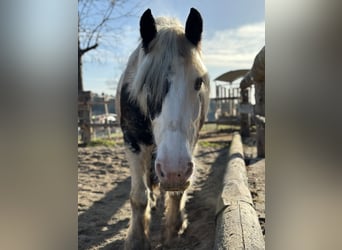 Gypsy Horse, Mare, 9 years, 14,2 hh, Pinto