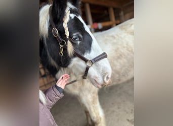 Gypsy Horse, Mare, 9 years, 14,2 hh, Pinto