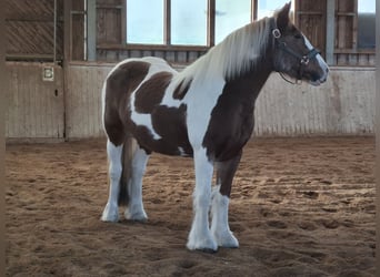 Gypsy Horse, Mare, 9 years, 14.2 hh, Pinto