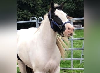 Gypsy Horse, Mare, 9 years, 14.2 hh, Pinto