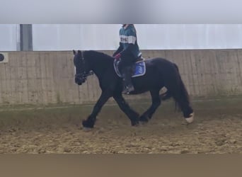 Gypsy Horse, Mare, 9 years, 14 hh, Black