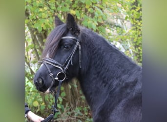 Gypsy Horse, Mare, 9 years, 14 hh, Black