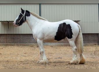 Gypsy Horse, Mare, 9 years, 14 hh, Pinto