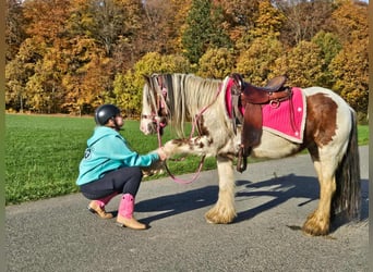 Gypsy Horse, Mare, 9 years, 14 hh, Pinto