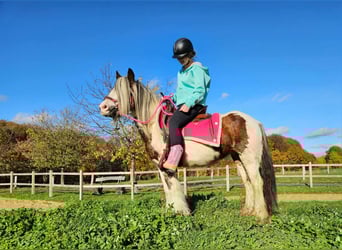 Gypsy Horse, Mare, 9 years, 14 hh, Pinto