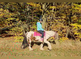 Gypsy Horse, Mare, 9 years, 14 hh, Pinto