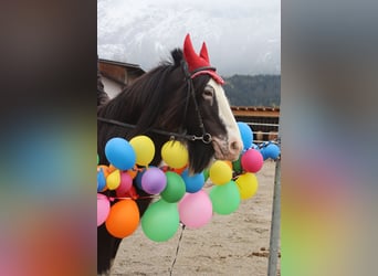 Gypsy Horse, Mare, 9 years, 14 hh, Sabino