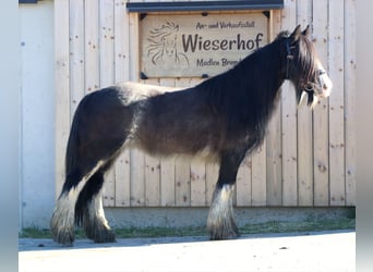 Gypsy Horse, Mare, 9 years, 14 hh, Sabino