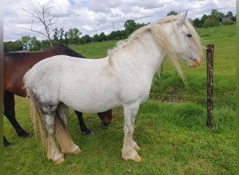 Gypsy Horse, Mare, 9 years, 14,1 hh, Roan-Blue