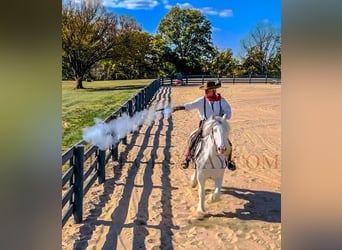 Gypsy Horse, Mare, 9 years, 15,2 hh, Cremello