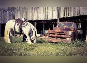Gypsy Horse, Mare, 9 years, 15.2 hh, Cremello