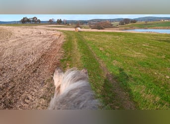 Gypsy Horse, Mare, 9 years, 15.2 hh, Palomino