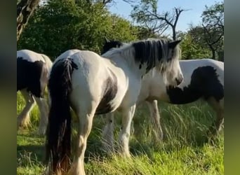 Gypsy Horse, Mare, 9 years, Pinto