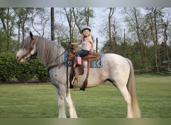 Gypsy Horse, Mare, 9 years, Sabino