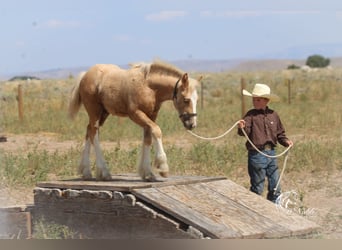 Gypsy Horse, Mare, Foal (05/2025), 11 hh, Palomino