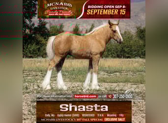 Gypsy Horse, Mare, Foal (05/2025), 11 hh, Palomino