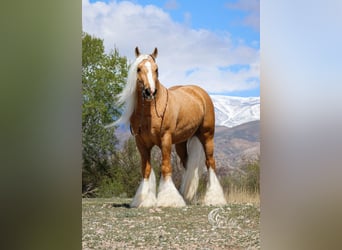 Gypsy Horse, Mare, Foal (05/2025), 11 hh, Palomino