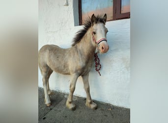 Gypsy Horse, Mare, Foal (04/2023), 12.2 hh, Palomino