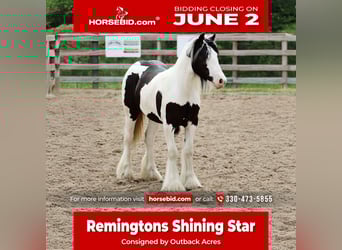 Gypsy Horse, Mare, , 12 hh, Tobiano-all-colors