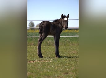 Gypsy Horse, Mare, Foal (04/2026), 13.3 hh, Black