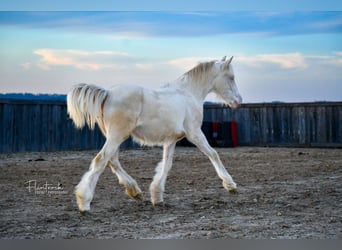 Gypsy Horse Mix, Mare, Foal (01/2024), 13 hh, Cremello