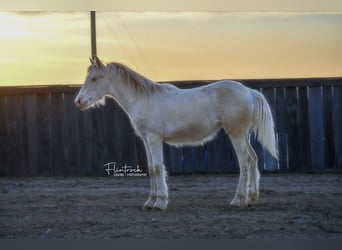 Gypsy Horse Mix, Mare, Foal (01/2024), 13 hh, Cremello
