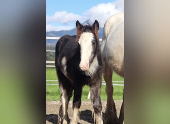 Gypsy Horse, Mare, Foal (01/2025), 13,2 hh