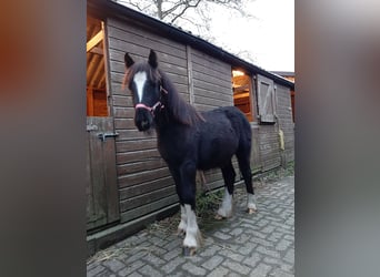 Gypsy Horse, Mare, Foal (03/2023), 14.1 hh, Black