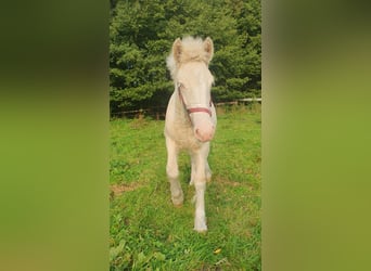 Gypsy Horse, Mare, Foal (05/2023), 14.2 hh, Perlino