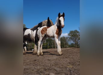 Gypsy Horse, Mare, Foal (04/2023), 14.2 hh, Pinto