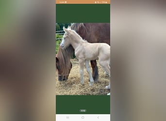 Gypsy Horse, Mare, Foal (07/2023), 15.1 hh, Palomino