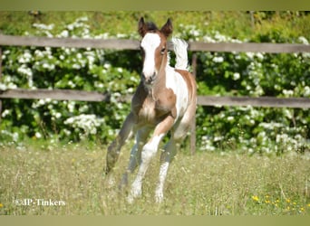 Gypsy Horse, Mare, Foal (04/2026), 15.1 hh, Tobiano-all-colors