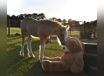 Gypsy Horse, Mare, , 15 hh, Grullo