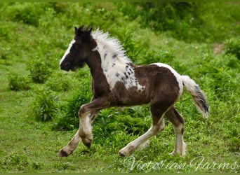 Gypsy Horse, Mare, Foal (05/2024), 15 hh, Tobiano-all-colors