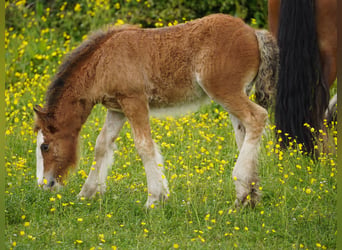 Gypsy Horse, Mare, Foal (03/2026), 15 hh