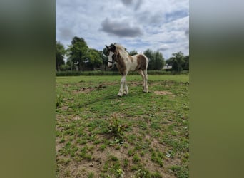 Gypsy Horse, Mare, Foal (05/2025), 16,1 hh, Pinto