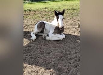 Gypsy Horse, Mare, Foal (05/2025), 16,1 hh, Pinto