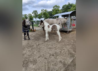 Gypsy Horse, Mare, Foal (05/2025), 16,1 hh, Pinto