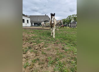 Gypsy Horse, Mare, Foal (05/2025), 16,1 hh, Pinto