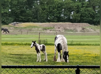Gypsy Horse, Mare, Foal (05/2025), 16,1 hh, Pinto