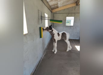 Gypsy Horse, Mare, Foal (05/2025), 16,1 hh, Pinto