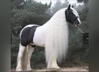 Gypsy Horse, Mare, Foal (05/2025), 16,1 hh, Pinto