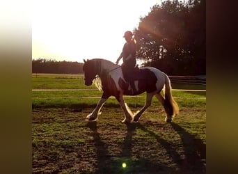 Gypsy Horse, Mare, Foal (05/2025), 16,1 hh, Pinto